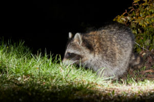 Raccoon, Procyon lotor, night Raccoon, Procyon lotor, night